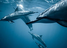 西海岸压哨扳回一城！何宇鹏犯规送点，戴维森造点+勺子点球命中